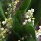 Le muguet s'annonce de belle qualité avant une récolte qui débutera avec quelques jours d'avance.