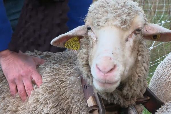 Certains moutons font pousser leur toison depuis un an et produiront une laine de haute qualité