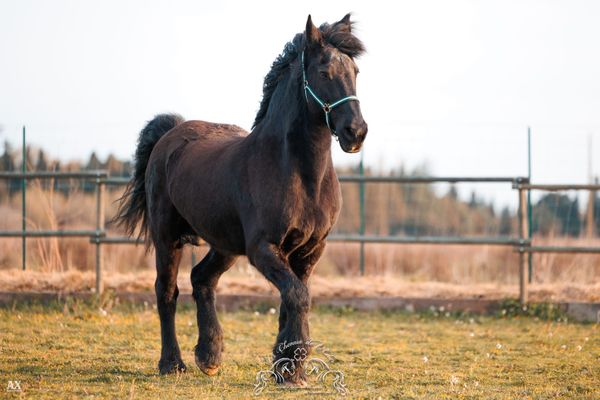 Storm, un frison de 19 ans doit se faire opérer d'une tumeur