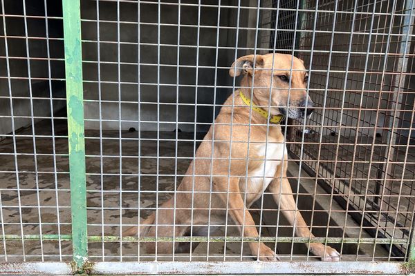 Une quarantaine de chiens et une quinzaine de chats sont hébergés par le refuge SPA de Saint-Parres-aux-Tertres, près de Troyes, début janvier 2025.