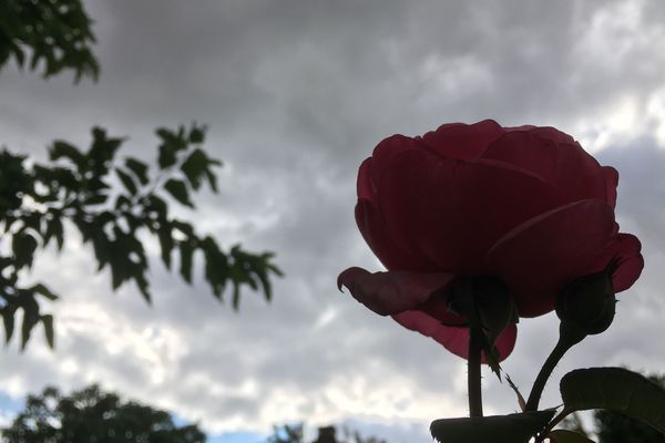 Rose sur fond gris...