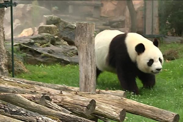 Huan Huan, femelle panda ZooParc de Beauval à St Aignan-sur-Cher dans le Loir-et-Cher