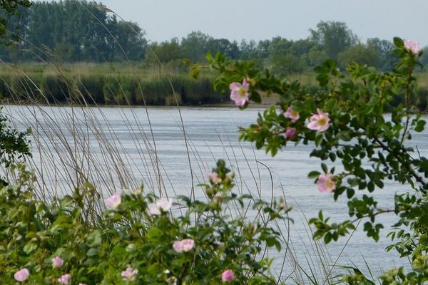 La promenade des Bords de Loire est le meilleur point de vue qui soit pour observer dame nature