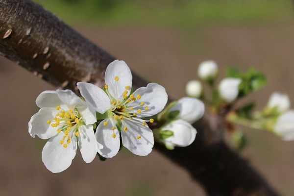 Fleurs de pommier via Pixabay