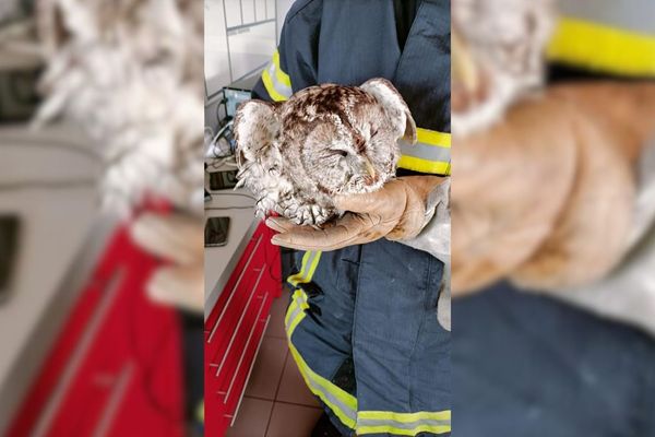 Sauvée par les pompiers, la chouette hulotte est prise en charge par le centre régional de sauvegarde de la faune sauvage à Villeveyrac. Mardi 18 avril 2023.