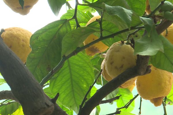 Selon certains producteurs de citrons, c'est la moitié de la récolte qui est perdue cette année.