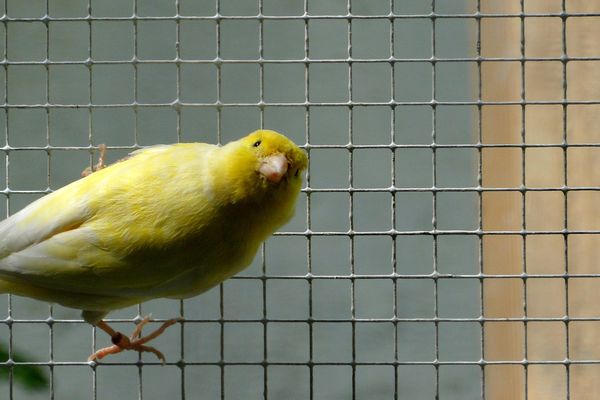 Les supporters du FC Nantes appelés à créer la nouvelle mascotte des canaris