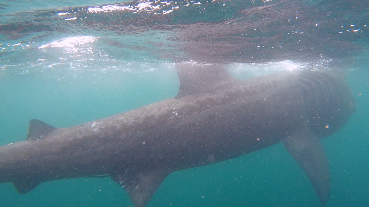 Bretagne : Pourquoi le requin-pèlerin se plaît tant dans les eaux du  Finistère