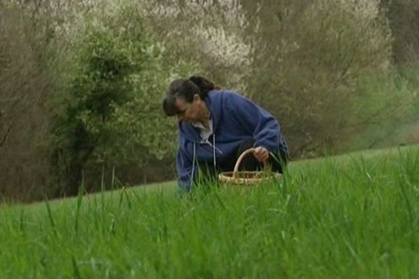 Véronique Thévenot : artisan-traiteur de plantes sauvages