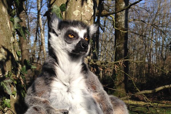 Un lémurien à la vallée des singes