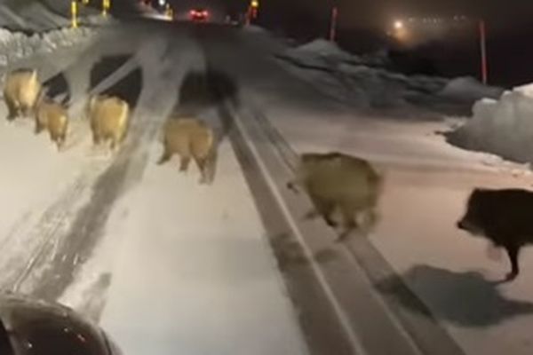 Un groupe de sangliers aperçu dans les Pyrénées espagnoles, aux portes d'une station de ski à 1700 mètres d'altitude.