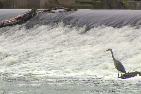 Dans l'Allier, à Hérisson, les pêcheurs ne comprennent pas pourquoi on leur demande d'arrêter de pratiquer l'empoissonnement.