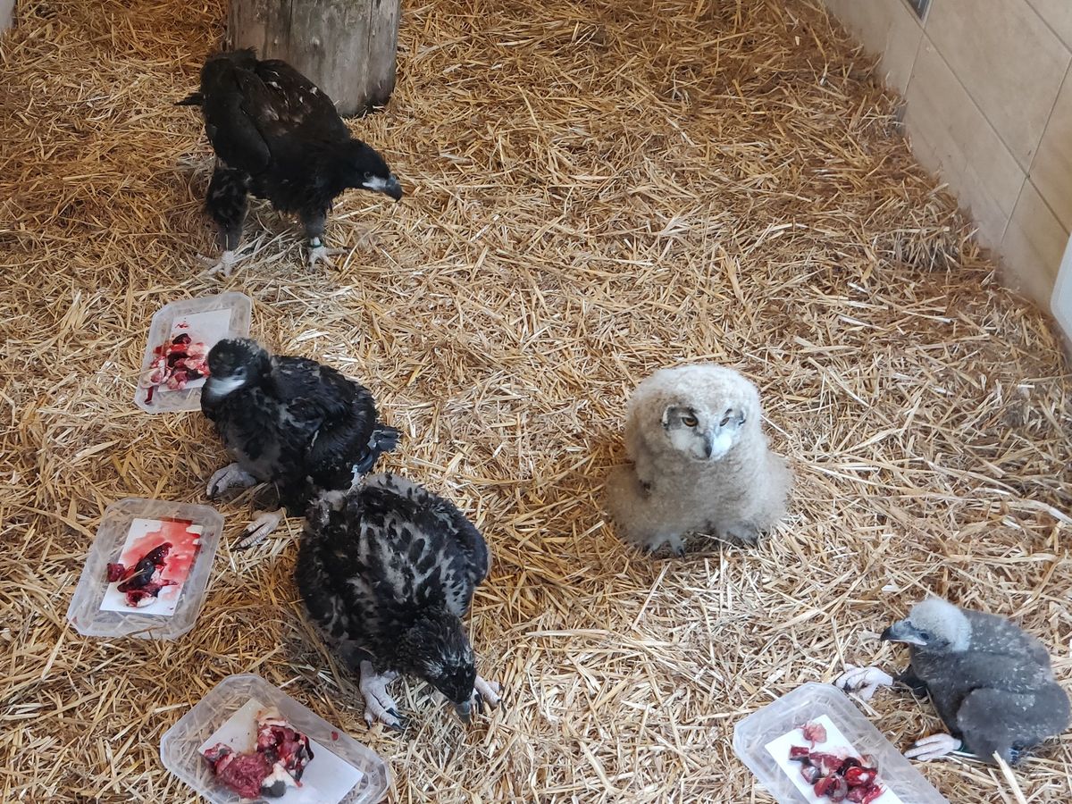 Photos Haute Savoie Une Vingtaine De Bebes Rapaces Sont Nes Au Parc Des Aigles Du Leman