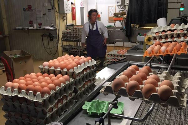 Chez ces agriculteurs de Lingolsheim les 7.000 poules pondent environ 6.000 oeufs par jour