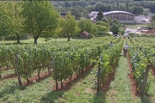 La vigne de Besançon