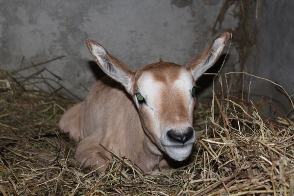 La jeuen oryx née le 11 mars 2017 à Port-Saint-Père