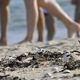 Nidification d'un gravelot à collier interrompu sur une plage au milieu des promeneurs et touristes - archives.