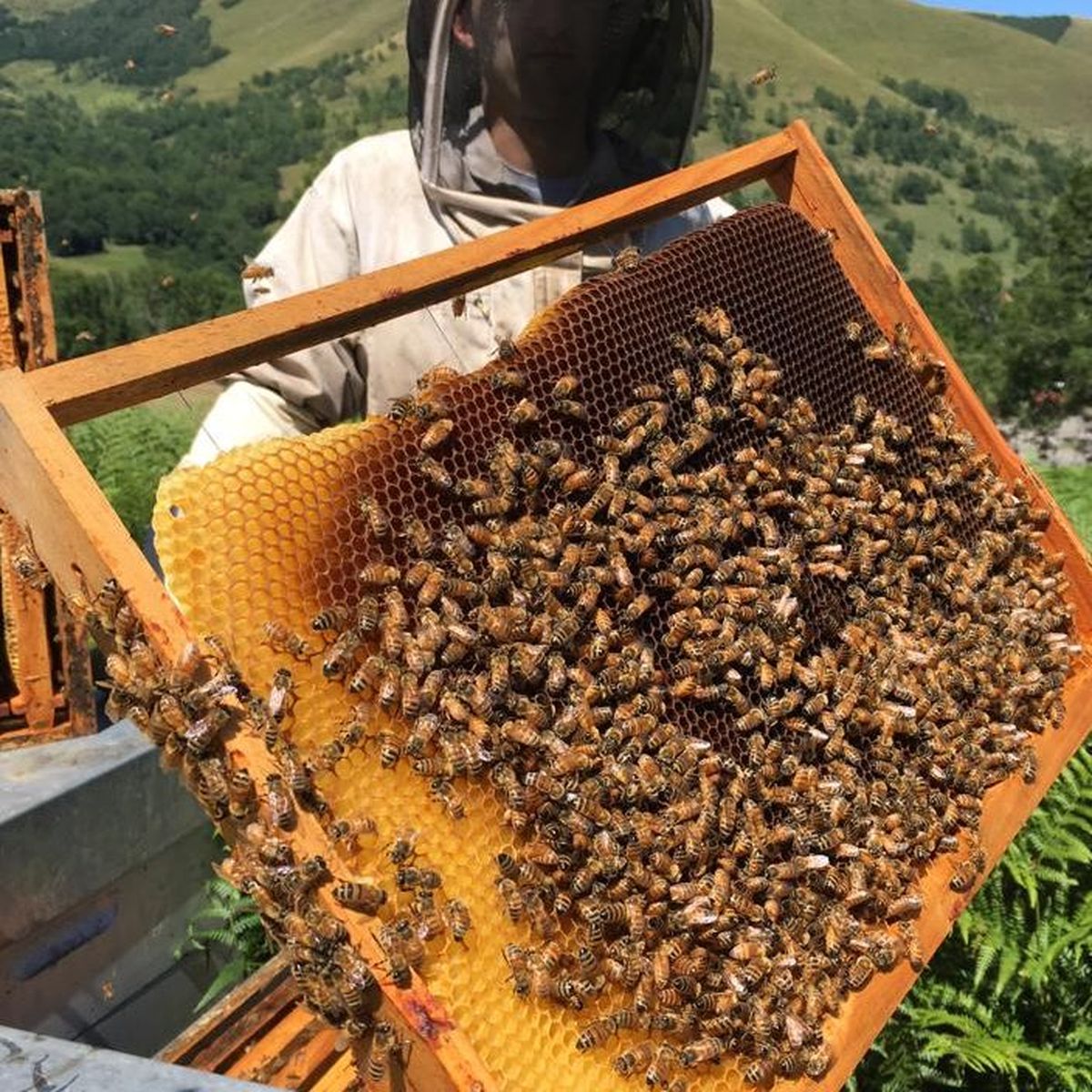 Apiculture Entre Fraicheur Et Canicule L Annee 19 A Ete Dure Pour La Production De Miel En Occitanie