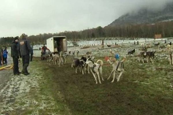 Près de cinq personnes peuvent être transportées par les chiens de traîneaux du Puy-de-Dôme