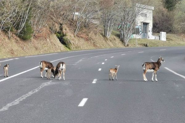 Une garde nature du Sancy a photographié un troupeau de mouflons en plein milieu de la route au Mont-Dore dans le Puy-de-Dôme.