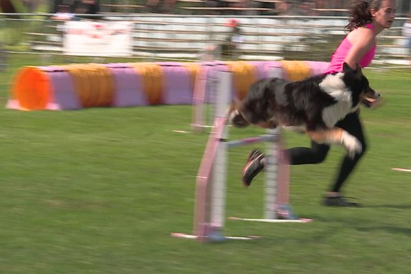 Le Border collie est la race la plus représenté dans les concours d'agility.