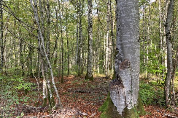 Déambulation au sein du Parc national de forêts, en Haute-Marne.