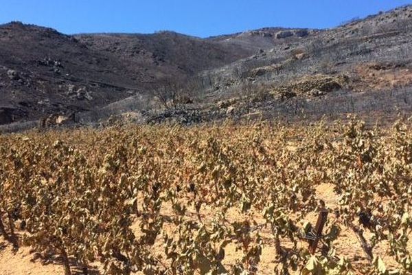 Des parcelles de vigne sinistrées, brûlées par le soleil et la chaleur - 2019.