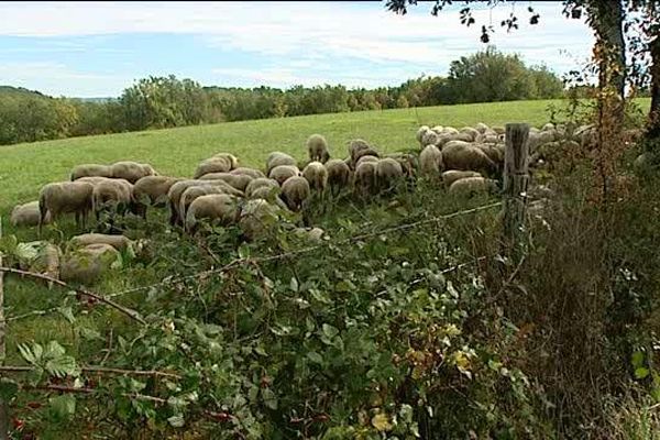 Les déplacement de troupeaux sont désormais limités voire interdits. 