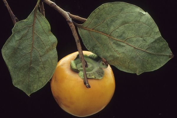 Le kaki, fruit du plaqueminier lotier