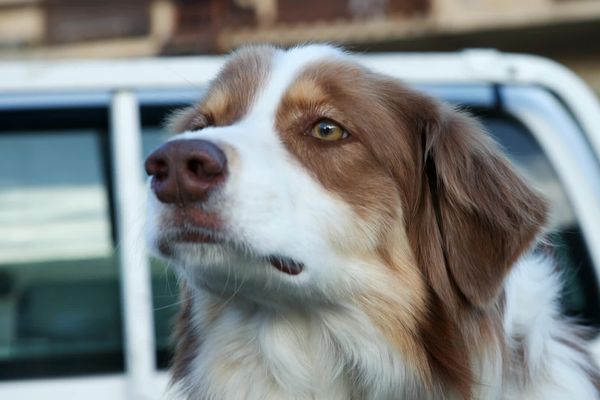 Ce berger australien se prépare à passer une journée de recyclage, ou il va travailler avec son maître-chien pour confirmer leur capacité à travailler en binôme.