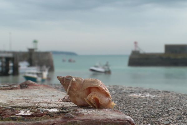 Le bulot, coquillage phare de Granville, se fait de plus en plus rare