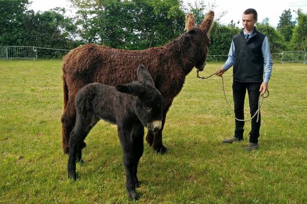 Deux des baudets du Poitou, reconnaissables à leur pelage long, présentés lors de cette vente de printemps