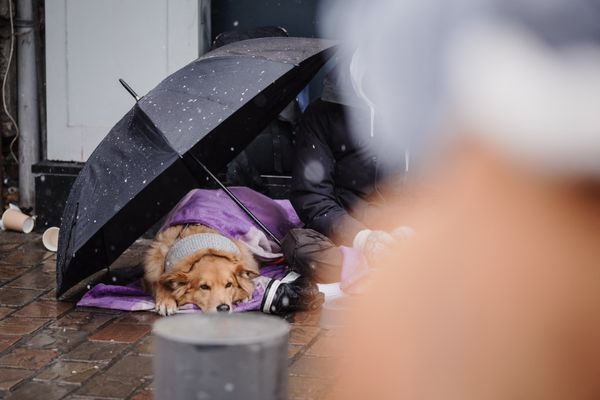 Illustration d'un chien protégé par le parapluie de son maître