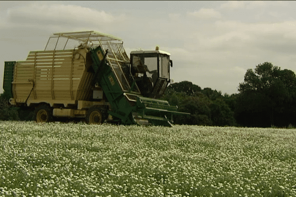 Dans les champs de la Gacilly, la récolte bat son plein