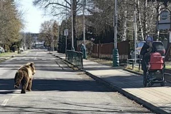 Un ours dans les rues de Liptovský Mikuláš, dimanche 17 mars 2024.