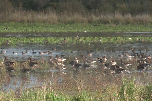 Les oiseaux sont de moins en moins nombreux dans la région Auvergne-Rhône-Alpes. Un phénomène qui s'explique par l'urbanisation, l'agriculture intensive ou encore l'utilisation de pesticides. Mais des projets existent pour éviter cet effondrement de la biodiversité.