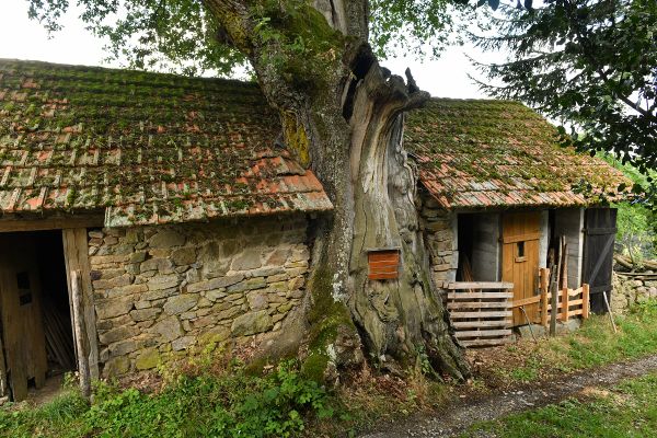 A Saint-Etienne-des-Champs, un chêne a poussé à travers une maison.