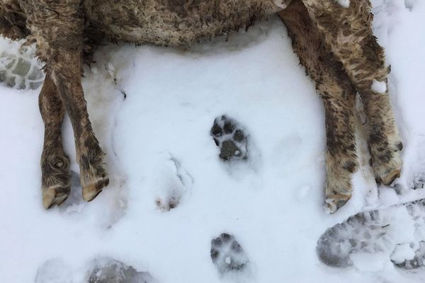 Devant l'un des ovins tués à Ormoy dans la nuit du samedi 16 au dimanche 17 janvier, des empreintes