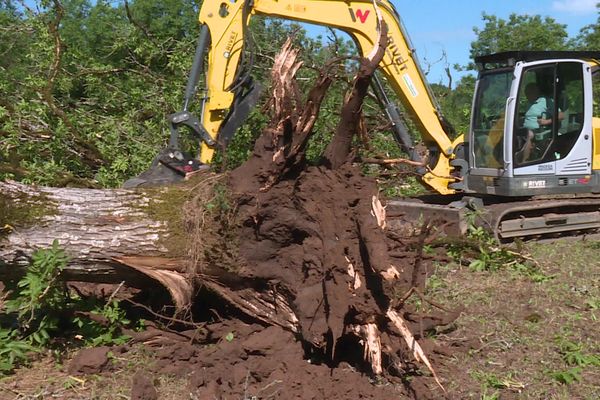 Trois hectares de noyers arrachés à Altillac en Corrèze