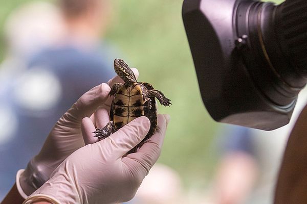 200 petites Cistudes d'Europe sont arrivées au Parc de Sainte Croix