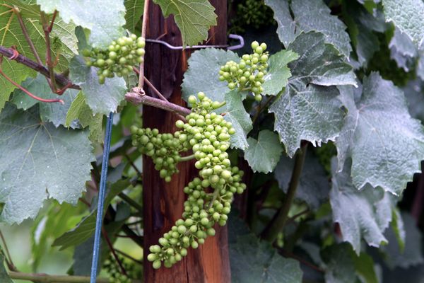 Les vins effervescents disposent dorénavant de l’IGP en Lorraine.