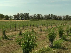 La parcelle de pommiers sera équipée de huit rangées de panneaux solaires à partir de cet été.