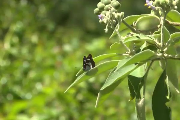 L'été qui dure perturbe sans doute la végétation qui connait parfois "un deuxième printemps".