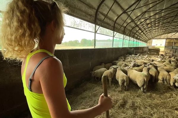 Témoignage. "Je ne me vois pas vivre sans mes brebis" : Annaëlle, 26 ans, fait exception dans la filière ovine