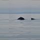 La baleine observée le dimanche 10 mars depuis la vedette de la brigade nautique de Ouistreham