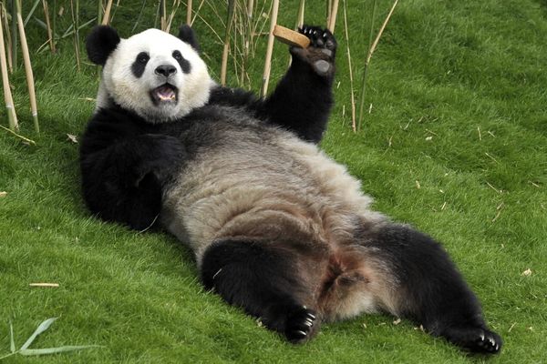 Hao Hao se prélasse lors de la visite du président chinois à Pairi Daiza