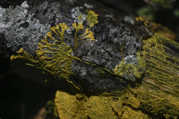 Le physarum Polycephalum plus connu sous le nom de blob ici étudié au Parc zoologique de Paris