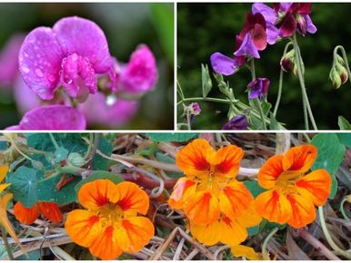 Semez ou laissez pousser des fleurs qui produisent des graines pour les  oiseaux