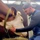 Adrien Blua et une de ses vaches laitières, Playa