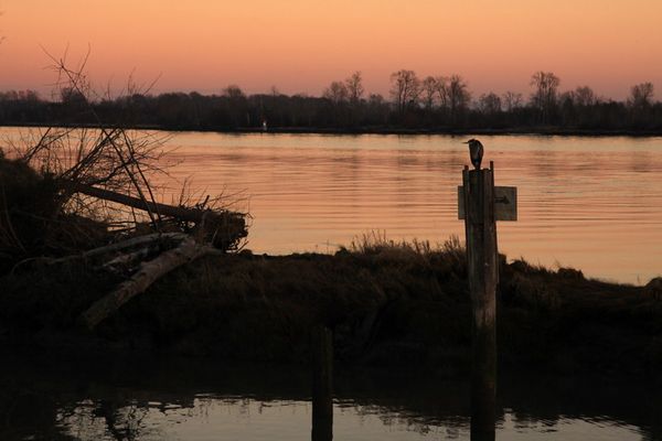 Heron at sunset